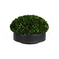 Boxwood Centerpiece, large