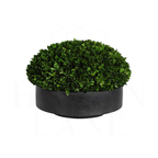 Boxwood Centerpiece, large